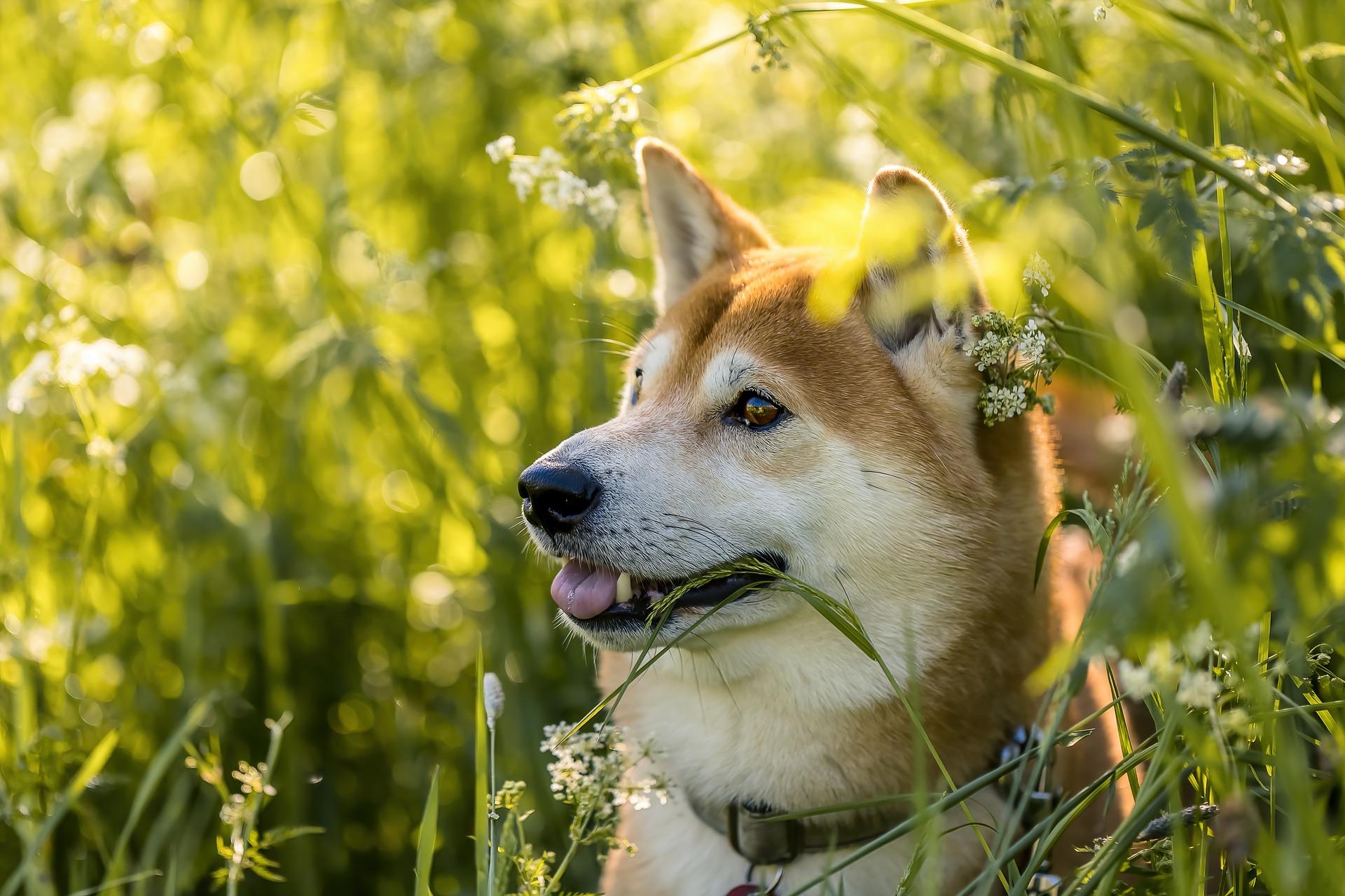 植物に囲まれた犬